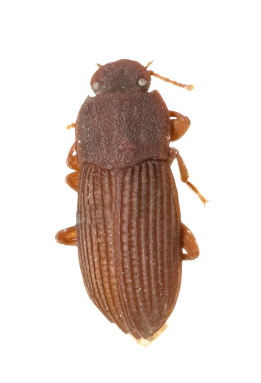 Blapstinus lugubris Santa Fe Island. Specimen housed in the ICCDRS collection (ICCDRS 8641). Photo: María Sol Herrera, CDF, 2024.